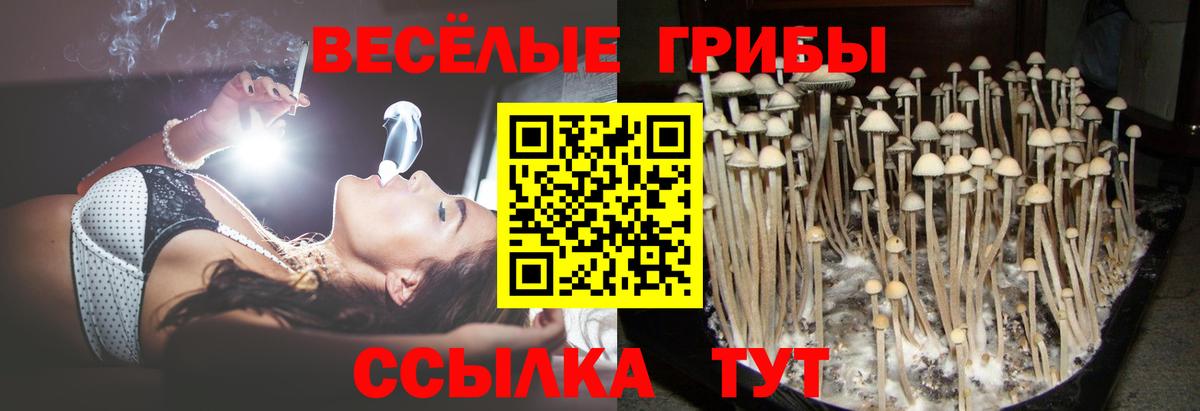 Галлюциногенные грибы прущие грибы  Вход с VPN  Альметьевск  Псилоцибиновые грибы Psilocybine cubensis 